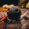 Alinea