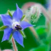Borago
