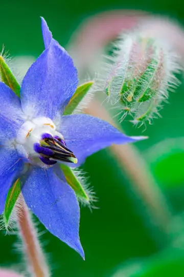 Borago