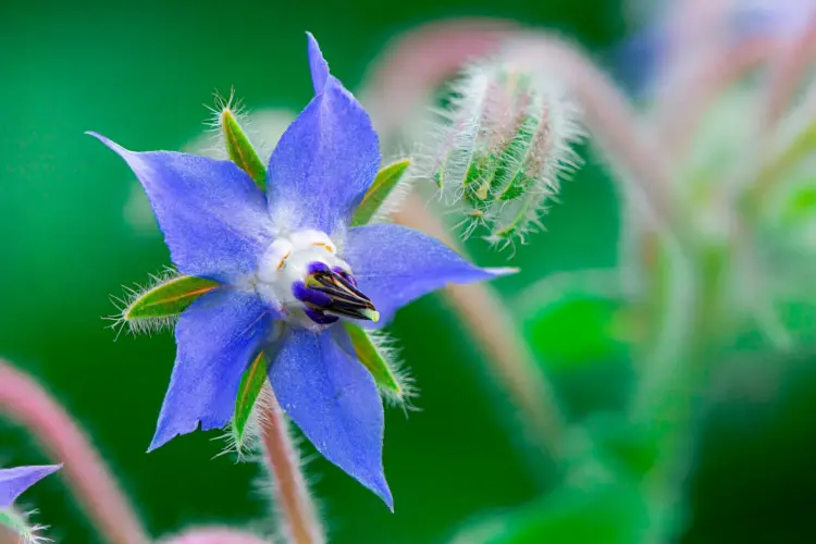 Borago