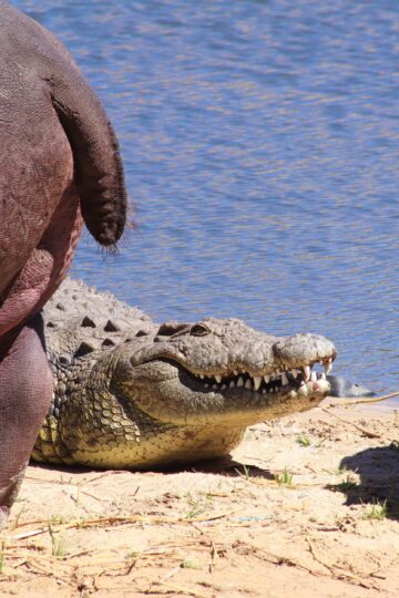 Crocodile Camp