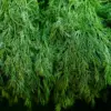 Dill