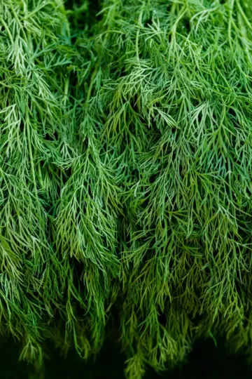 Dill