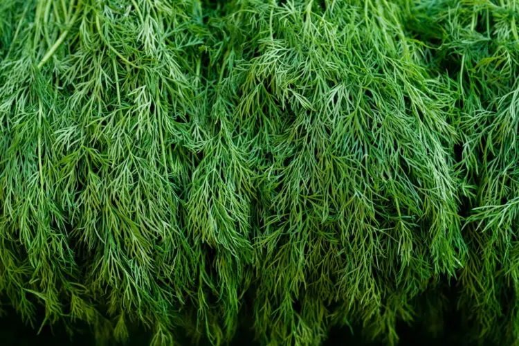 Dill