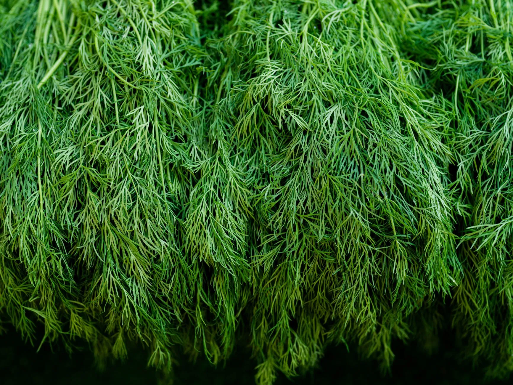 Dill exterior