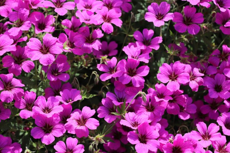 Geranium