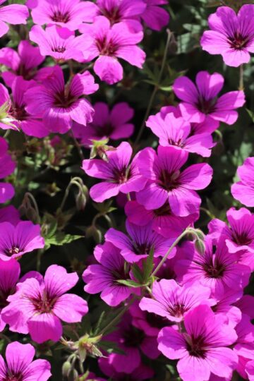 Geranium