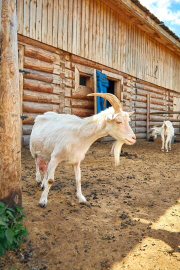 Girl & the Goat