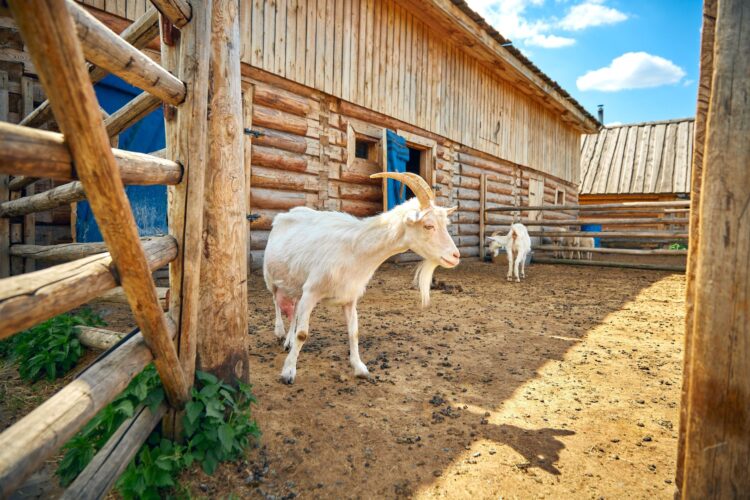Girl & the Goat