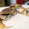 Joes Stone Crab