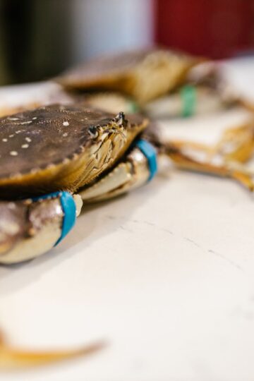 Joes Stone Crab