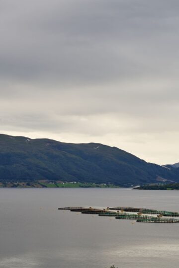Maaemo