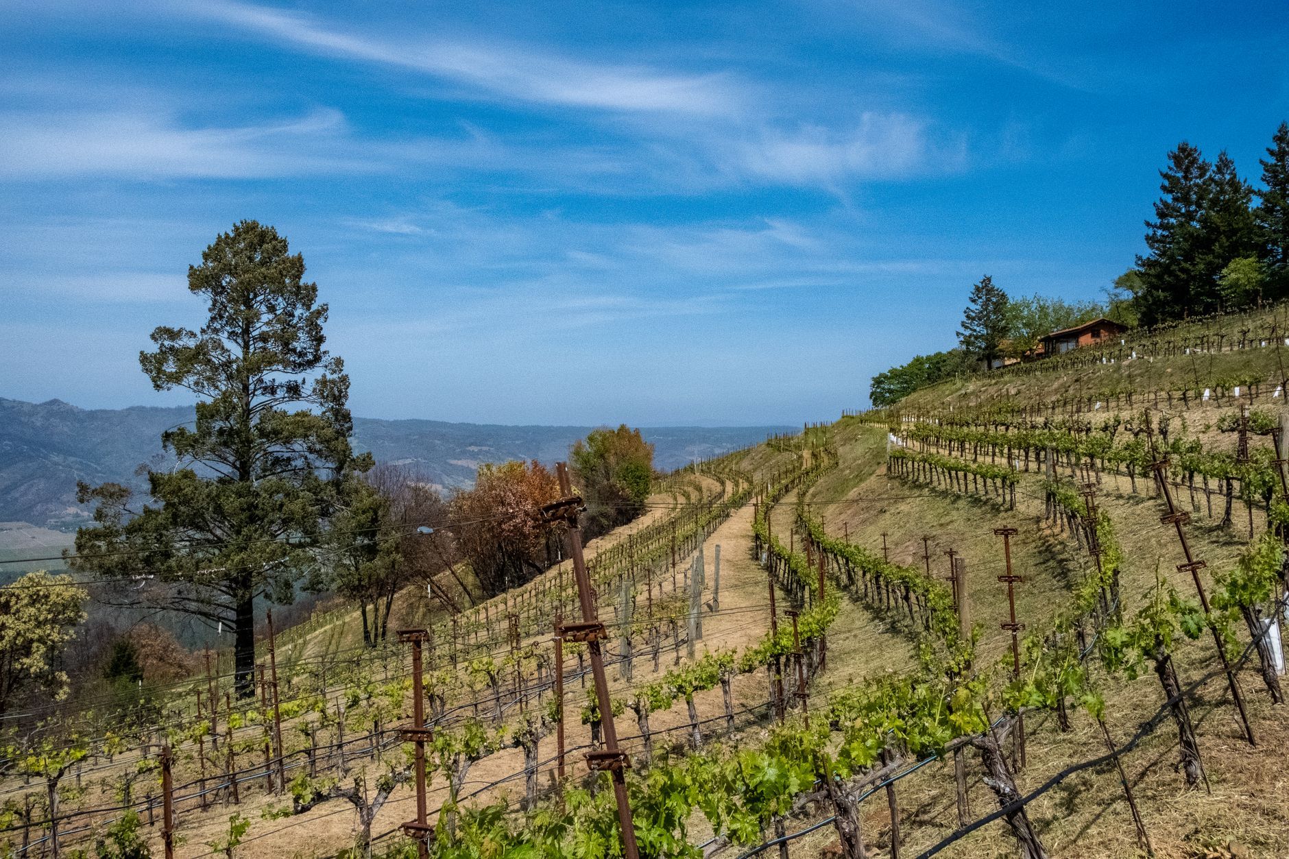 Meadowood Napa Californian