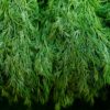 Dill