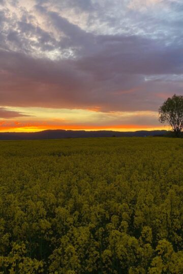 Field
