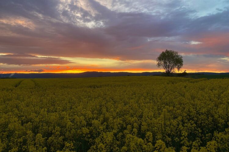 Field