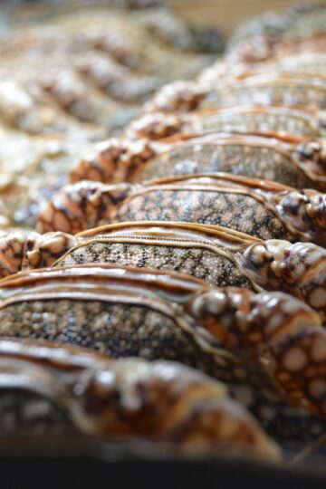 Kepiting Kenari