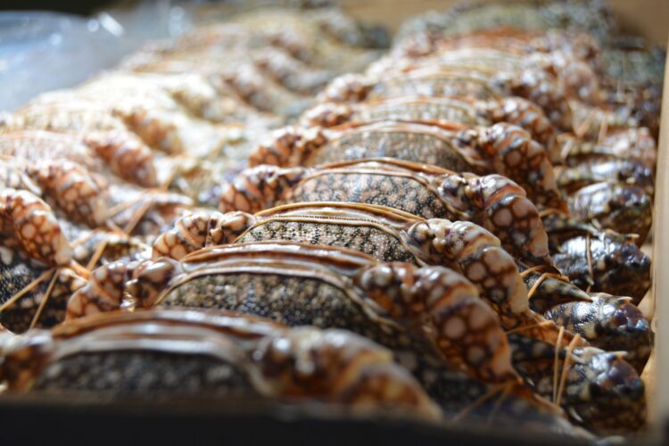 Kepiting Kenari