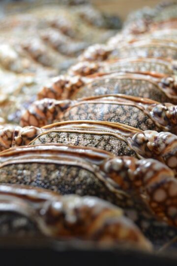 Kepiting Kenari