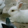 White Rabbit