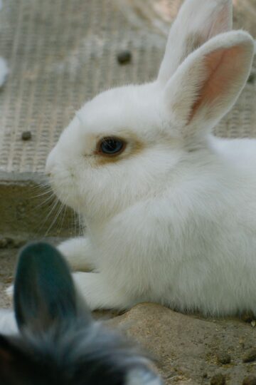 White Rabbit