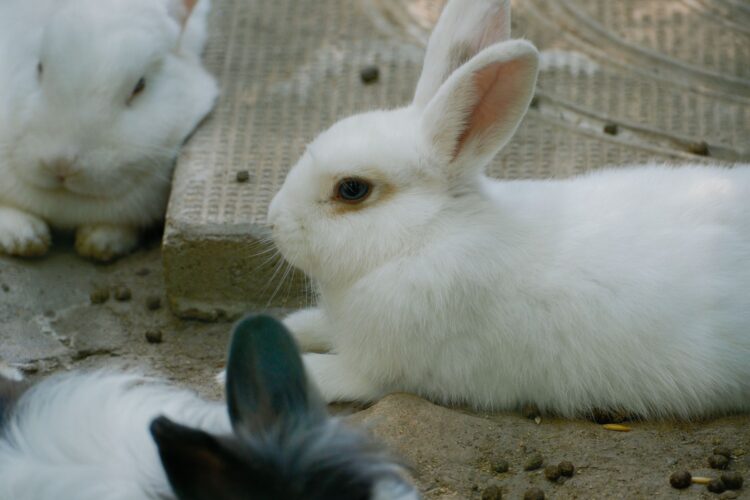 White Rabbit